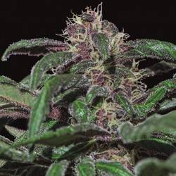 AYAHUASCA PURPLE · Barneys Farm