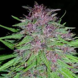ERDPURT · ACE SEEDS · CANNABIS SEEDS · FEM
