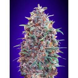 Auto Purple Diesel ·...