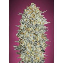 Gelatto 33 · Advanced Seeds...