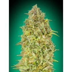 Skunk 47 · Advanced Seeds ·...