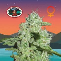 CALIFORNIA ORANGE CHEESE