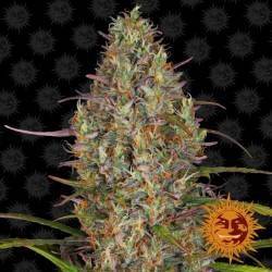 GLUE GELATO AUTO · Barneys...