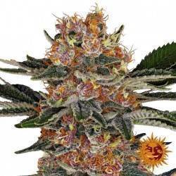 PURPLE PUNCH · Barneys Farm...