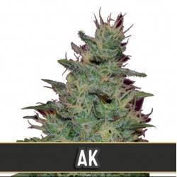AK Auto · Blimburn Seeds