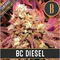 BC Diesel · Blimburn Seeds