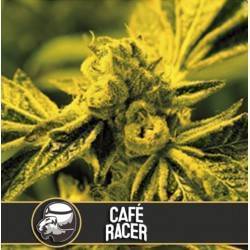 Cafe Racer · Blimburn Seeds