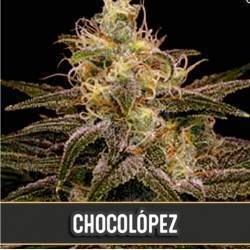 Chocolopez · Blimburn Seeds