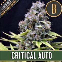 Critical Auto · Blimburn Seeds