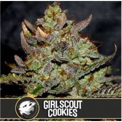 Girl Scout Cookies ·...