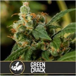 Green Crack · Blimburn Seeds
