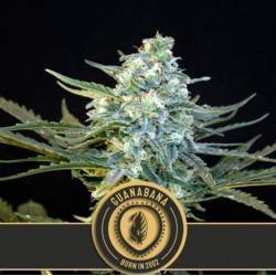 Guanabana · Blimburn Seeds