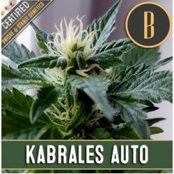 Kabrales Auto · Blimburn Seeds
