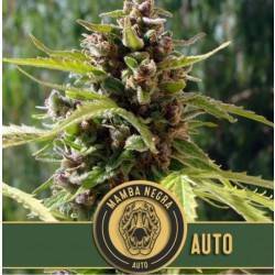 Mamba Negra Auto · Blimburn...