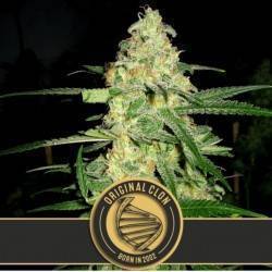 Original Clon · Blimburn Seeds