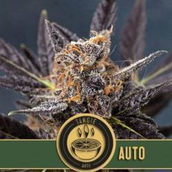 Tangie Auto · Blimburn Seeds