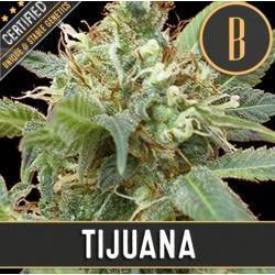 Tijuana · Blimburn Seeds