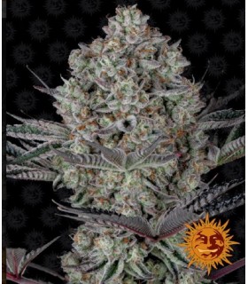 RUNTZ MUFFIN · Barneys Farm