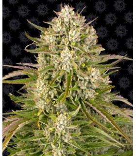 WEDDING CAKE AUTO · Barneys...