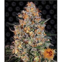 BUBBA KUSH · Barneys Farm