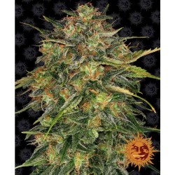 CHEESE · Barneys Farm