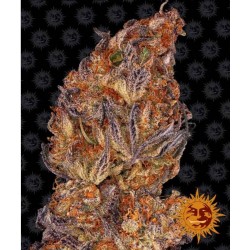 RUNTZ AUTO · Barneys Farm