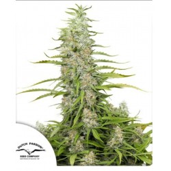 C-VIBEZ · Dutch Passion