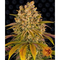 LEMON TREE · Barneys Farm