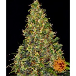 AMNESIA HAZE AUTO · Barneys...