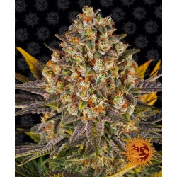 BANANA PUNCH · Barneys Farm...