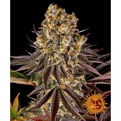 GELATO 45 · Barneys Farm ·...
