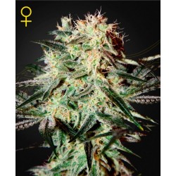 ARJAN'S STRAWBERRY HAZE ·...