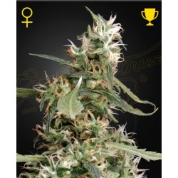 ARJAN'S ULTRA HAZE I ·...