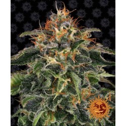 MOBY DICK · Barneys Farm ·...